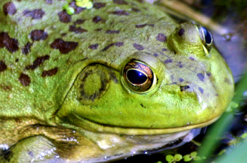 frog_003.jpg frog_003.jpg