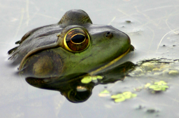 frog_004.jpg frog_004.jpg