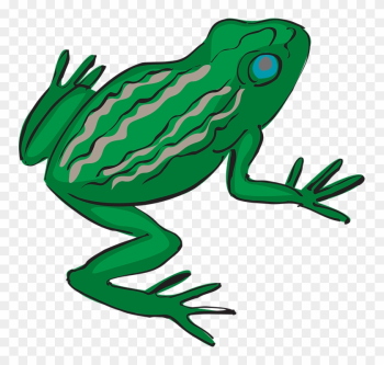 Frog Amphibian Tropical Rainforest Exotic Nature - Tropical Frog Transparent Frog Amphibian Tropical Rainforest Exotic Nature - Tropical Frog Transparent