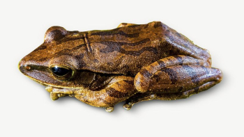 Frog animal collage element | Free PSD - rawpixel Frog animal collage element | Free PSD - rawpixel