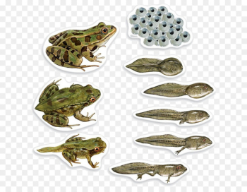 Frog Butterfly Biological life cycle Biology Amphibian - tadpole 