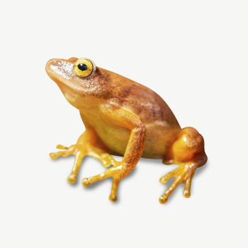 Frog collage element psd | Free PSD - rawpixel Frog collage element psd | Free PSD - rawpixel