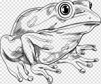 Frog , Hand-painted lines frogs transparent background PNG clipart Frog , Hand-painted lines frogs transparent background PNG clipart