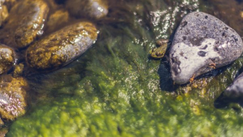 Frog In Stream Frog In Stream