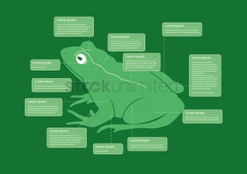 Frog infographic Frog infographic