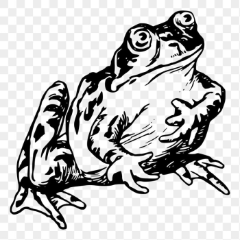 Frog png sticker amphibian animal | Free PNG - rawpixel Frog png sticker amphibian animal | Free PNG - rawpixel