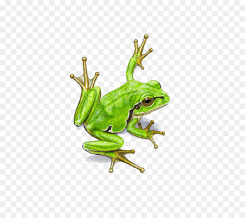 frog Watercolor painting - Watercolor frogs frog Watercolor painting - Watercolor frogs