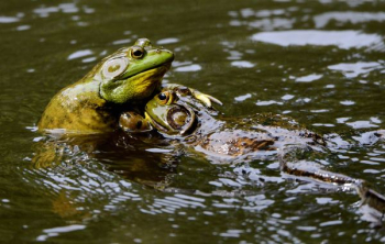 frogs on body of water frogs on body of water