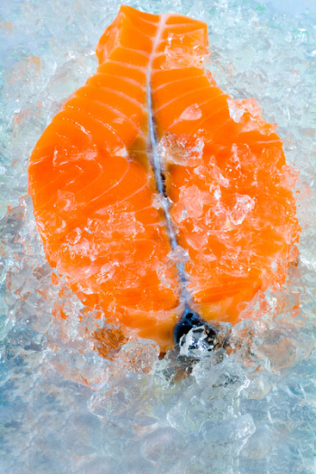 from a salmon in ice from a salmon in ice