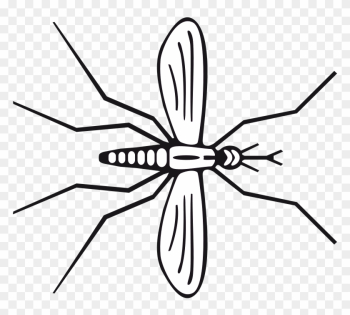 From Southern Medical University - Spider From Southern Medical University - Spider