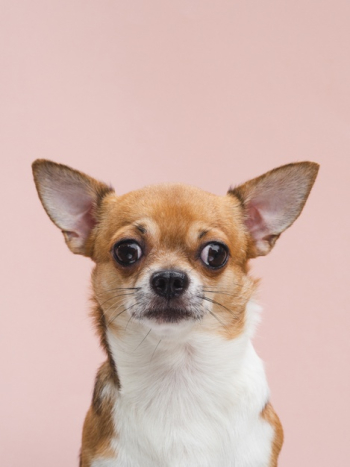 Front view cute chihuahua puppy with alerted ears Free Photo Front view cute chihuahua puppy with alerted ears Free Photo