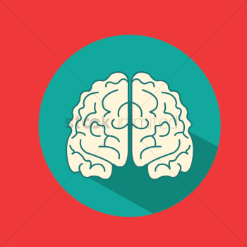 Front view of brain Front view of brain
