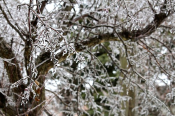 Frost Coated Nature Frost Coated Nature