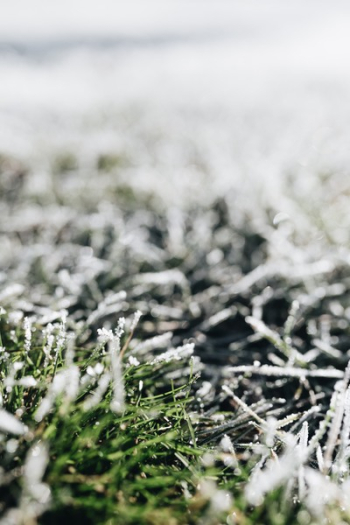 Frost covered grass in the morning Frost covered grass in the morning