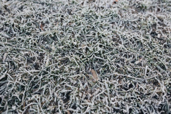 Frost covered grass in the morning Frost covered grass in the morning