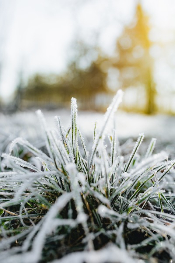 Frost covered grass in the morning Frost covered grass in the morning