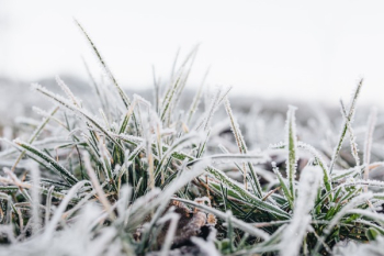 Frost covered grass in the morning Frost covered grass in the morning