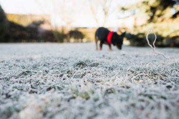 Frost covered grass in the morning Frost covered grass in the morning