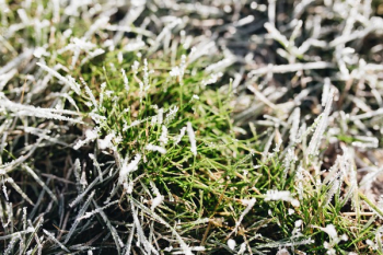 Frost covered grass in the morning Frost covered grass in the morning