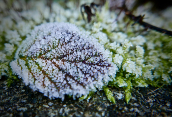 Frost Leaf Frost Leaf