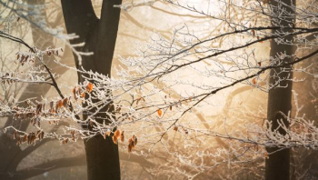Frost Trees Frost Trees