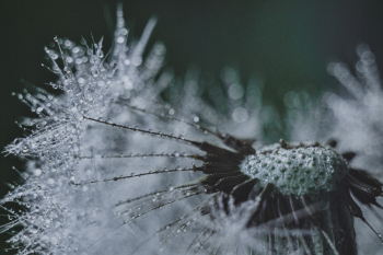 Frosted Green Flower Frosted Green Flower