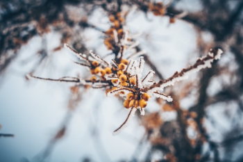 Frosted Tree Branch Frosted Tree Branch