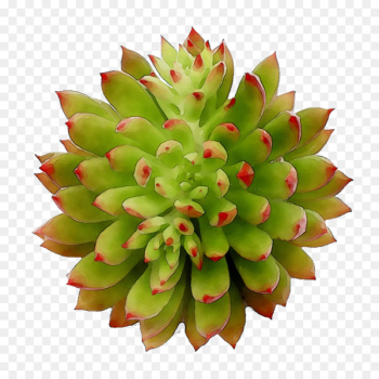 Fruit - Fruit -