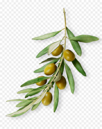 Fruit - Fruit -