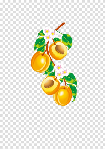 Fruit Apricot Euclidean , Apricot transparent background PNG clipart Fruit Apricot Euclidean , Apricot transparent background PNG clipart