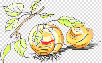 Fruit Drawing , Pumpkin Drawing material transparent background PNG clipart Fruit Drawing , Pumpkin Drawing material transparent background PNG clipart