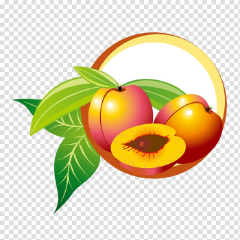 Fruit Drawing, Realistic yellow peaches transparent background PNG clipart Fruit Drawing, Realistic yellow peaches transparent background PNG clipart