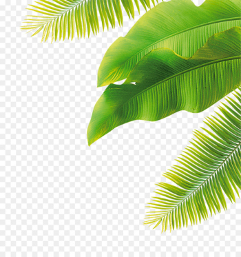 Fruit Flower - green leaves Fruit Flower - green leaves