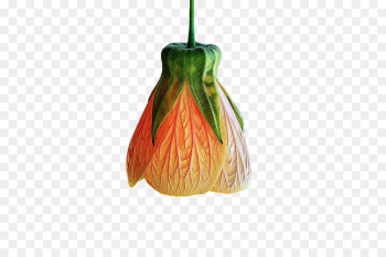 Fruit, Leaf, Plant PNG Fruit, Leaf, Plant PNG