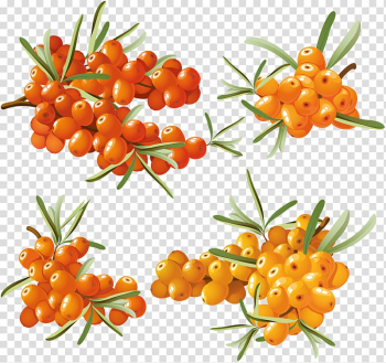 Fruit Seaberry , Sea buckthorn transparent background PNG clipart Fruit Seaberry , Sea buckthorn transparent background PNG clipart