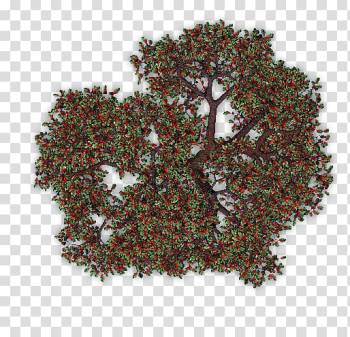 Fruit tree Apple Orchard, tree transparent background PNG clipart Fruit tree Apple Orchard, tree transparent background PNG clipart