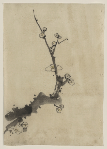 [Fruit tree branch with blossoms]. | Free Photo - rawpixel