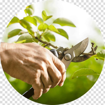 Fruit tree pruning Fruit tree pruning Branch Shrub, pruning transparent background PNG clipart