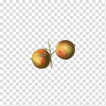 Fruit, yellow fruit transparent background PNG clipart Fruit, yellow fruit transparent background PNG clipart