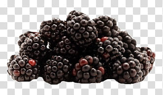 Fruits Objects, bunchof mulberries transparent background PNG clipart Fruits Objects, bunchof mulberries transparent background PNG clipart