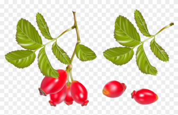 Fruits - Rose Hip Illustration Fruits - Rose Hip Illustration