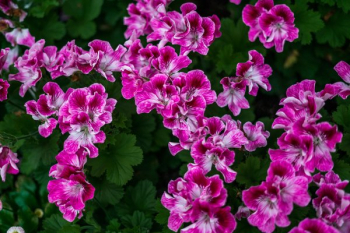 Fuchsia White Blossoming Flowers Fuchsia White Blossoming Flowers