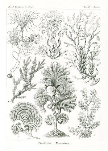 Fucoideae&ndash;Brauntange from Kunstformen der Natur (1904) by Ernst .. | Free public domain illustration - 2272231