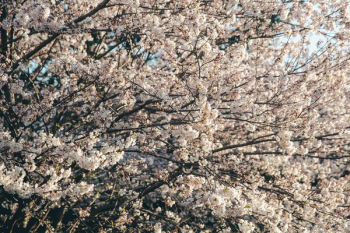 Full Cherry Blossom Tree Full Cherry Blossom Tree