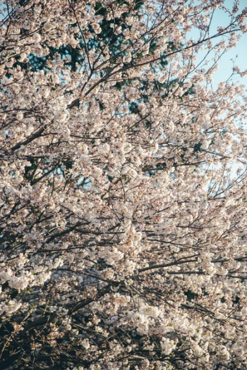 Full Cherry Blossom Tree Portrait Full Cherry Blossom Tree Portrait
