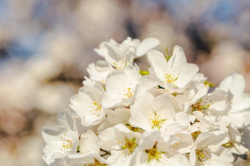 Full Cherry Blossoms Blooms Full Cherry Blossoms Blooms