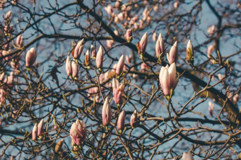 Full Magnolia Blooming Tree Full Magnolia Blooming Tree