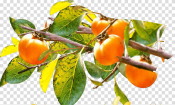 Fundal Template , persimmon transparent background PNG clipart Fundal Template , persimmon transparent background PNG clipart