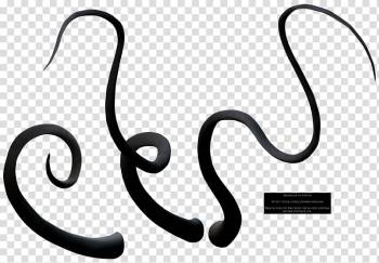 Fune Tentacle , four black lines transparent background PNG clipart Fune Tentacle , four black lines transparent background PNG clipart