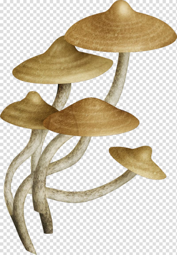 Fungus Common mushroom u83cc, mushroom transparent background PNG clipart Fungus Common mushroom u83cc, mushroom transparent background PNG clipart